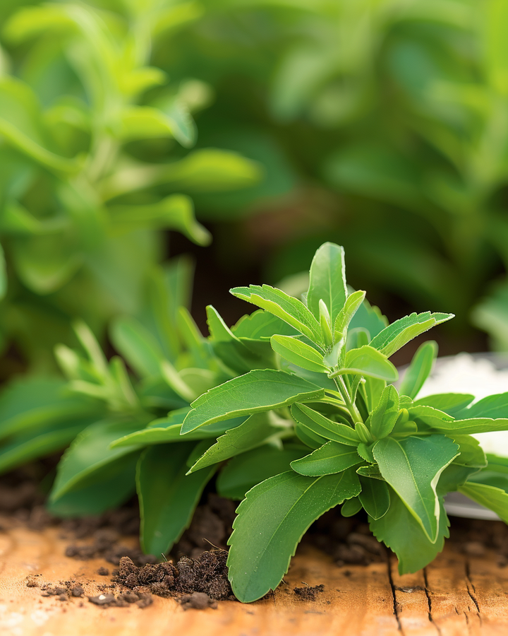 Stevia Seeds Stevia Rebaudiana Natural Sweetener Herb Seeds