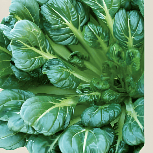 Organic Tatsoi Seeds Brassica Rapa Var Narinosa Asian Vegetable