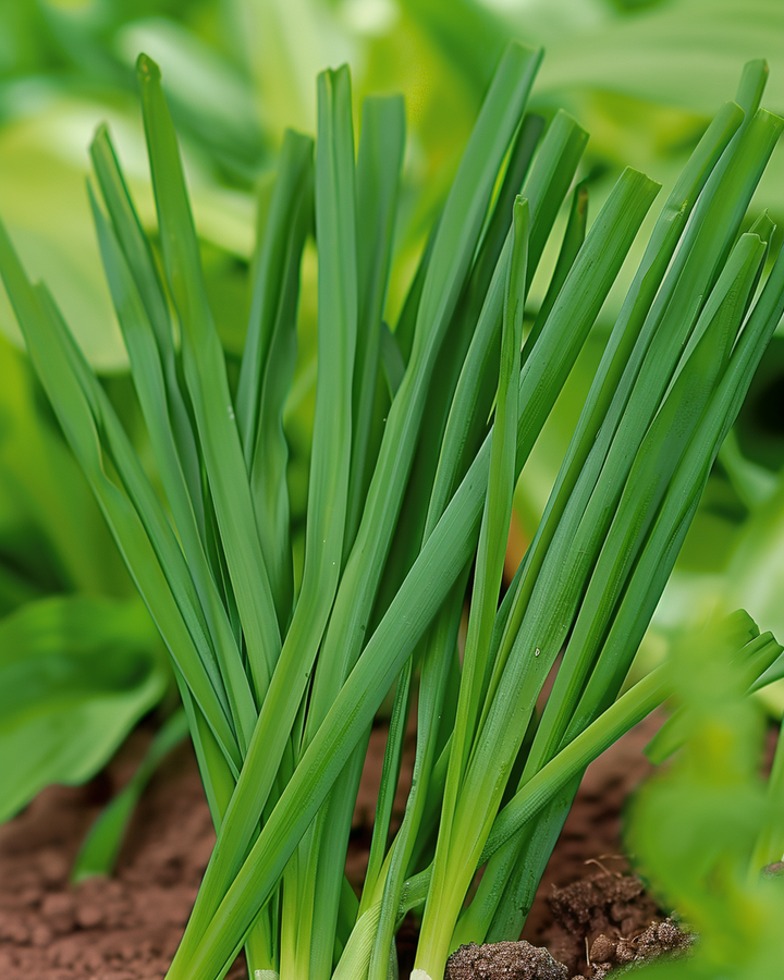 Chive Seeds Allium Fistulosum Large Onion Flavor Herb