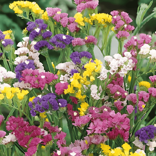 Limonium Sinuatum Pacific Mixed Limonium Seeds For Flowers