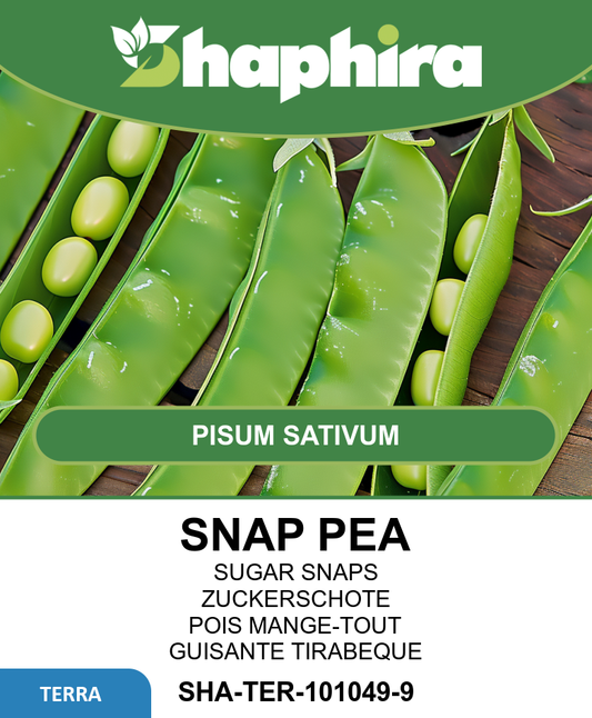 Snap Peas De Grace Seeds Pisum Sativum Low Growing Variety