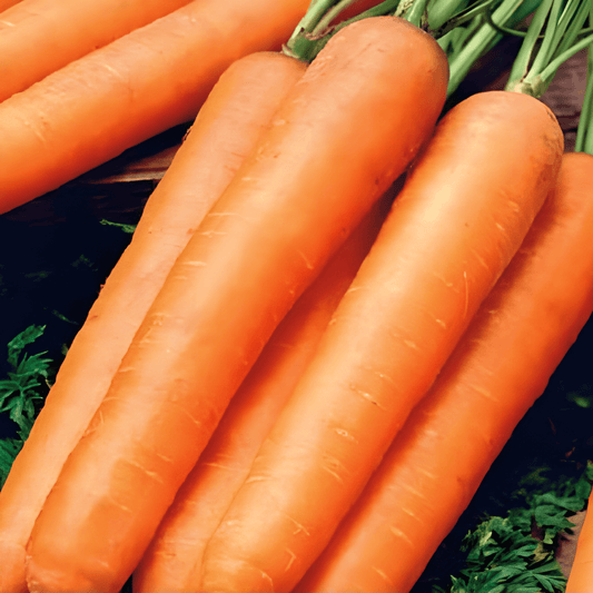 Flyaway F1 Carrot Seeds Daucus Carota Resistant To Carrot Fly