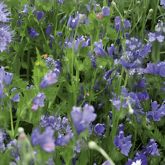 Summer Flower Seeds Summerflower Mixture Of Blue Shades