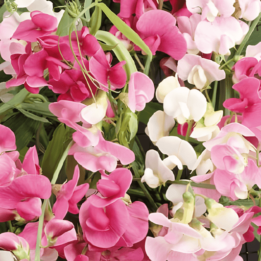 Perennial Sweet Pea Seeds Lathyrus Latifolius Mixed Colors