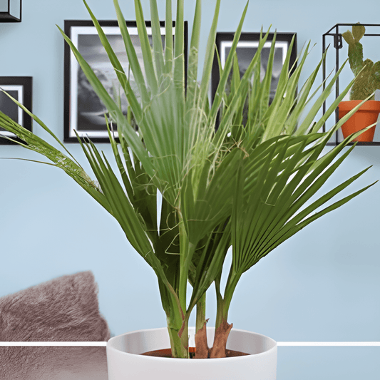 California Palm Seeds Washingtonia Filifera Tropical Fan Leaves