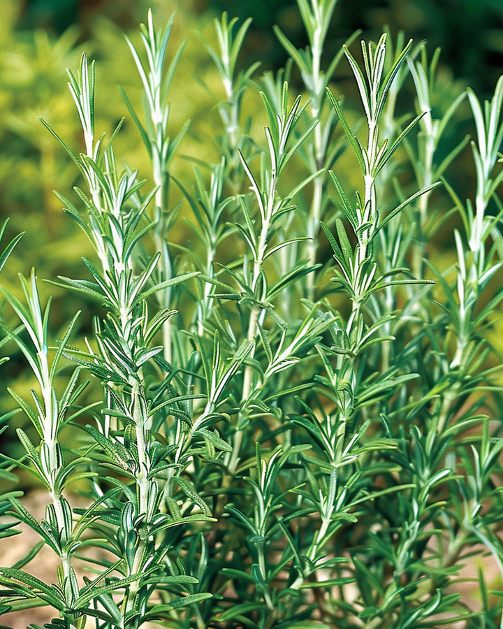 Rosemary Seeds Rosmarinus Officinalis Herb Culinary Seeds
