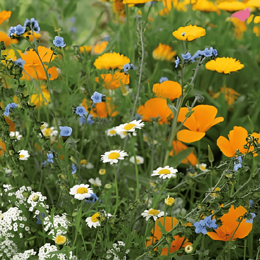 Colorful Flower Carpet Annual Seeds For Vibrant Outdoor Blooms