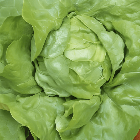 Butterhead Lettuce Seeds Lactuca Sativa Large Summer Heads