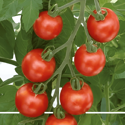 Cherry Tomato Seeds Gardener’s Delight Solanum Lycopersicum Climbing Variety