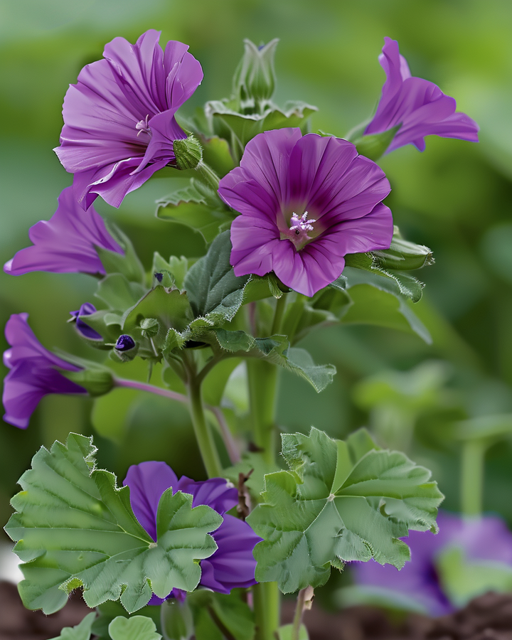 Common Mallow Seeds Malva Sylvestris Purple Flowering Herbaceous Annual