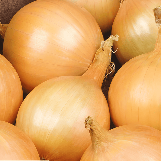 Rijnsburger Onion Seeds Allium Cepa Large Round Yellow Storage