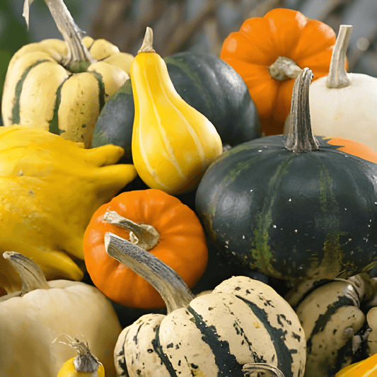 Ornamental Gourds Seeds Cucurbita Pepo Large And Small Mix