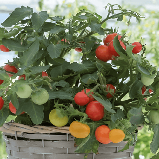 Micro Cherry Tomato Seeds Solanum Lycopersicum Sweet Juicy Variety