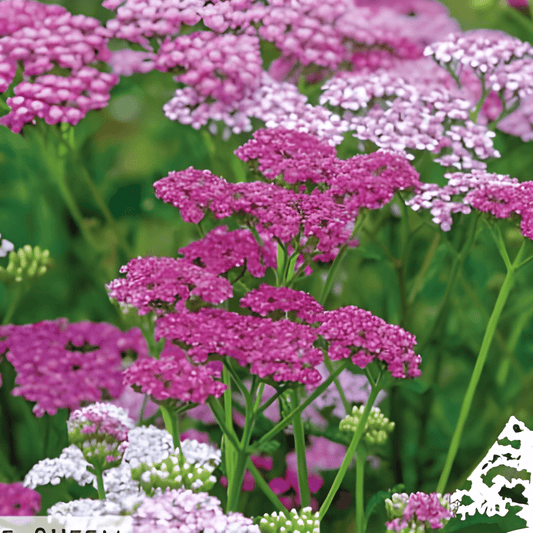 Yarrow Cerise Queen Seeds Achillea Millefolium Pink Flowers Perennial