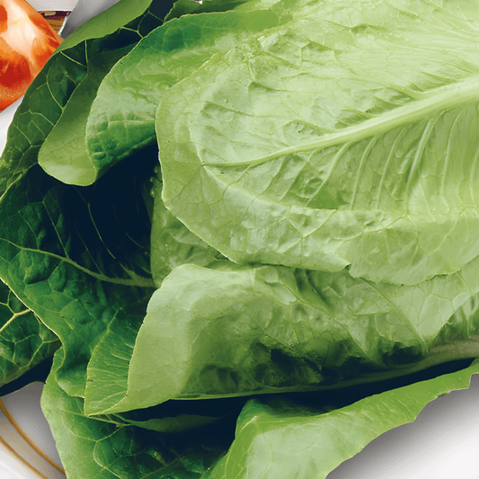 Romaine Lettuce Seeds Lactuca Sativa Smooth Self Closing Variety