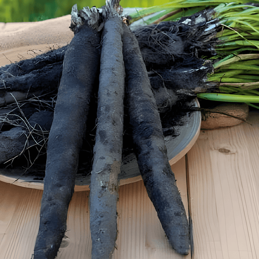 Salsify Seeds Scorzonera Hispanica Duplex Vegetable Seeds