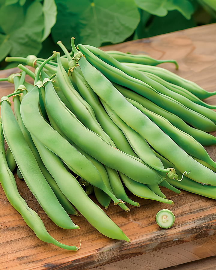 Double Pole Bean Seeds Phaseolus Vulgaris Westlandse Variety