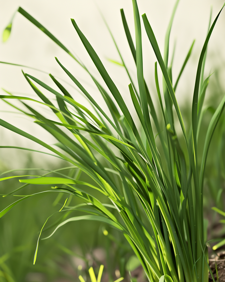 Organic Chinese Garlic Chives Seeds Allium Tuberosum Herb Variety