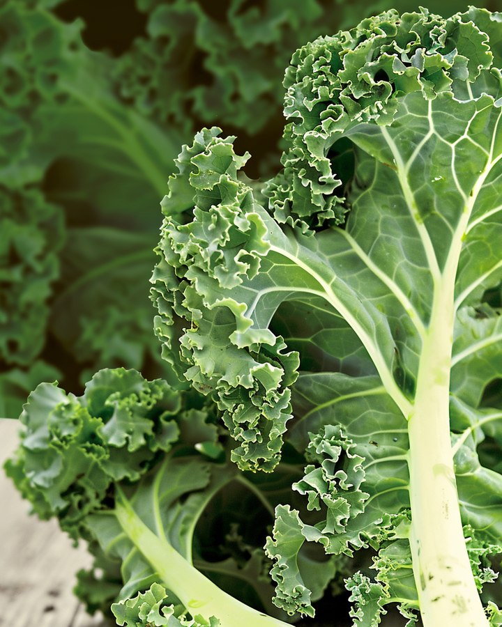 Organic Kale Seeds Brassica Oleracea Convar Acephala Var Sabellica