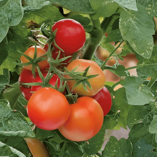 Balcony Tomato Seeds Solanum Lycopersicum Maja Sweet Variety