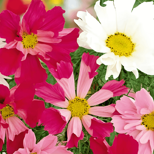 Cosmos Sea Stars Seeds Cosmos Bipinnatus Long-lasting Cut Flowers