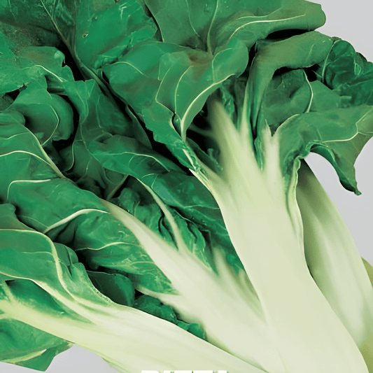 Swiss Chard Seeds Beta Vulgaris White Ribbed Variety Vegetables