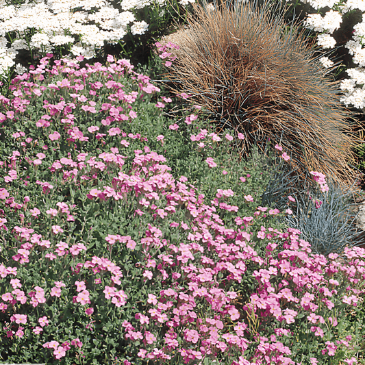 Rock Garden Perennial Mixture Seeds Rockgarden Perennial Mixture