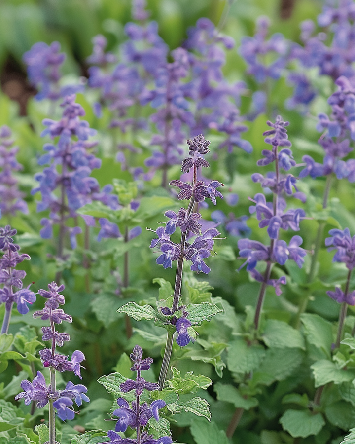 Catmint Seeds Nepeta Mussinii Herb For Butterflies And Bees