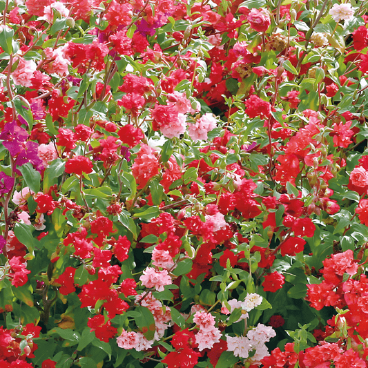 Clarkia Double-flowered Seeds Clarkia Unguiculata Almond Rose Mixed