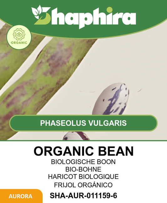 Stamslaboon Seeds Phaseolus Vulgaris Lapwing Bean Vegetable