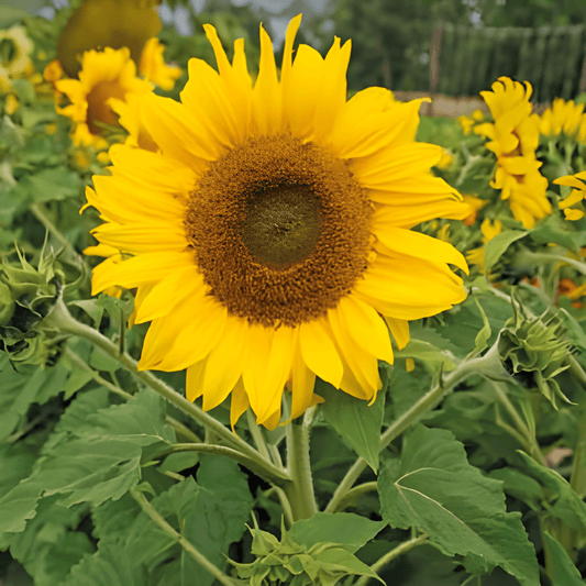 Dwarf Sunflower Seeds Helianthus Annuus Low Yellow Variety