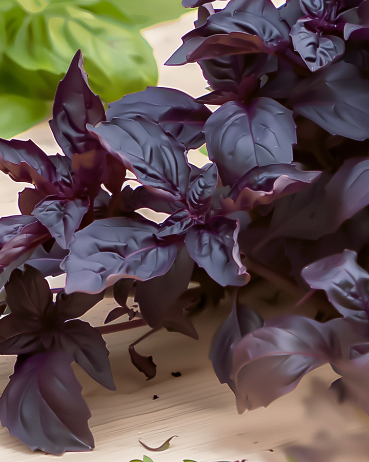 Purple Ruffles Basil Seeds Ocimum Basilicum Aromatic Herb Seeds