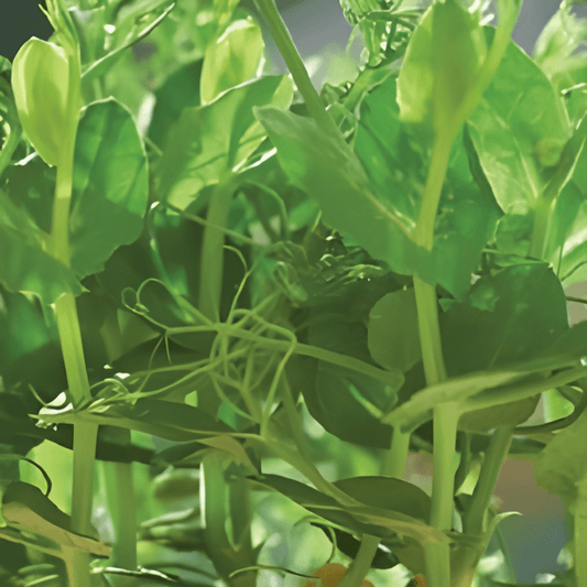 Peashoot Microgreens Seeds Pisum Sativum Sweet Baby Leaves