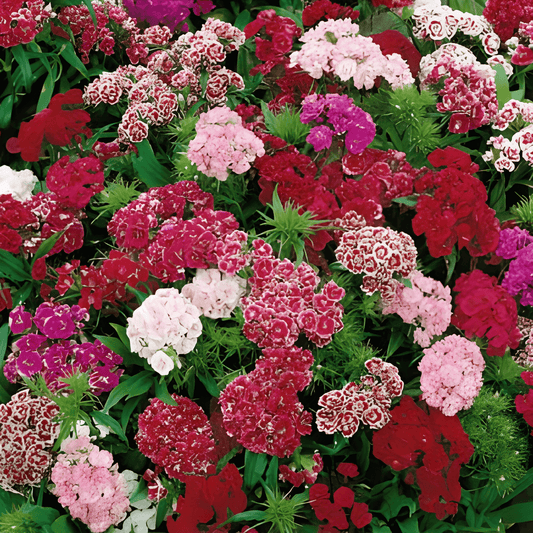 Dianthus Seeds Low Mixed Thousand Beauties Dianthus Barbatus