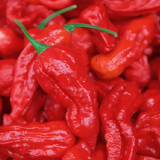 Bhut Jolokia Red Pepper Seeds Capsicum Chinense Extreme Heat