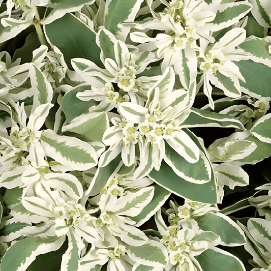 Spotted Spurge Seeds Euphorbia Marginata Annual Flower Variety