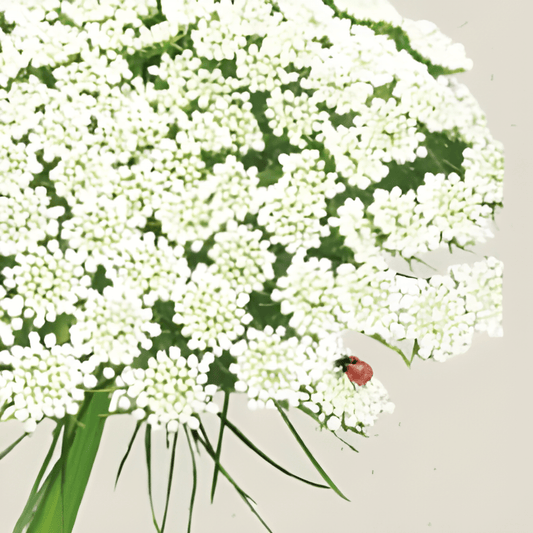 Biological Toothpick Ammi Visnaga Giant Decorative Flower Seeds