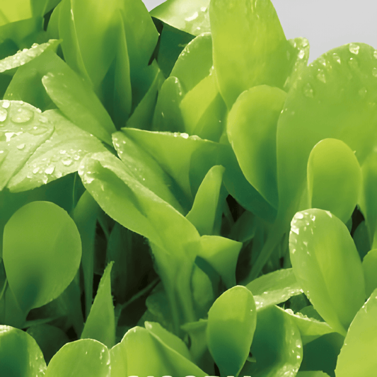 Chicory Seeds Cichorium Intybus Cicoria Bonda Broad Leaf Variety