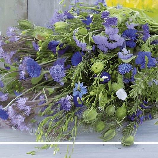 Royal Blue Flower Seeds Colorful Summer Annual Blue Flowers