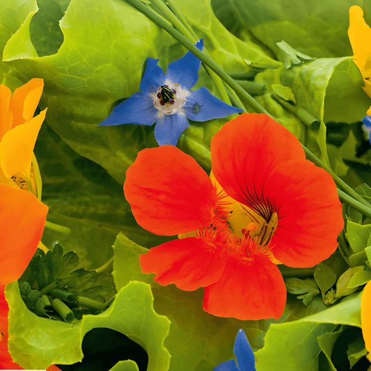 Edible Flower Mix Seeds Diverse Annual Blooms For Culinary Use