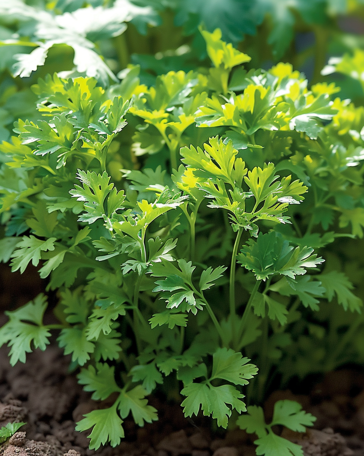 Chervil Fine Curl Seeds Anthriscus Cerefolium Herb Variety