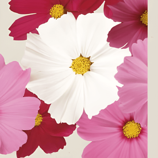 Cosmos Sensation Seeds Cosmos Bipinnatus Attractive Cut Flowers