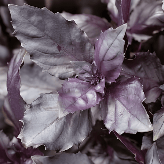Red Basil Seeds Ocimum Basilicum Purpurascens Dark Opal