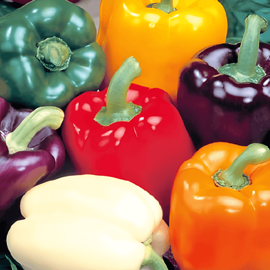 Paprika Seeds Mix 5 Color Variety Crisp Fresh Taste