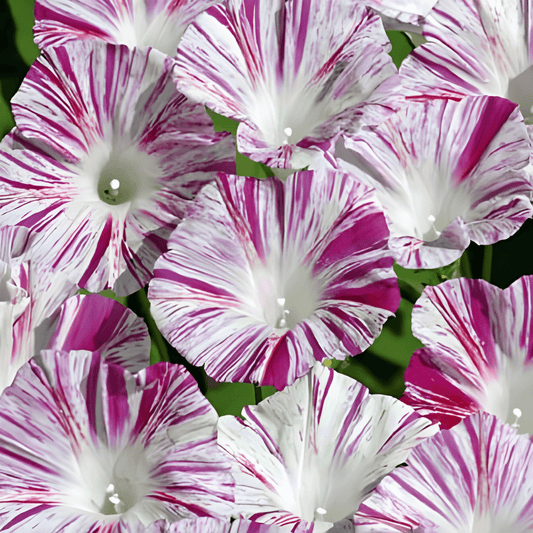 Climbing Morning Glory Ipomoea Tricolor Venice Pink Seeds