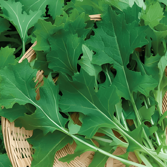 Leaf Beet Seeds Brassica Rapa Namenia Vegetable Variety