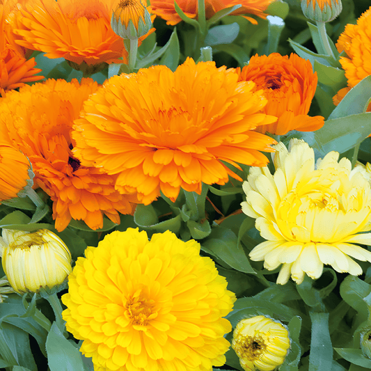 Marigold Seeds Calendula Officinalis Fiesta Gitana Mixed Annual