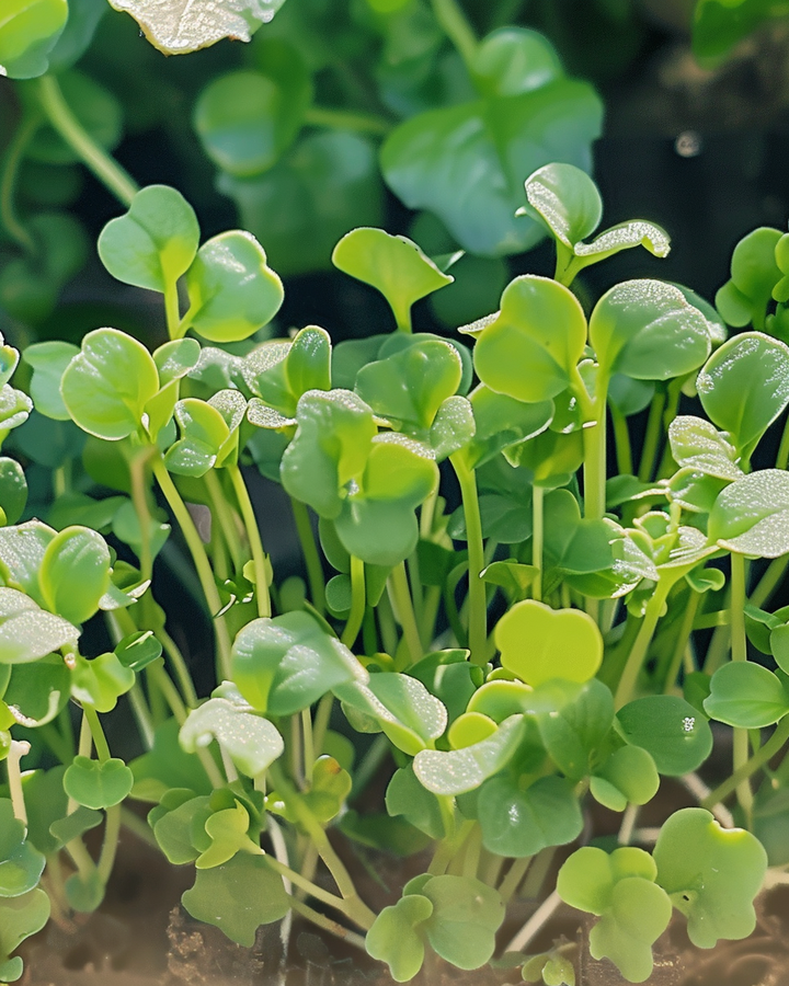 Organic Mustard Cress Sprouts Seeds Sinapis Alba Spicy Flavor
