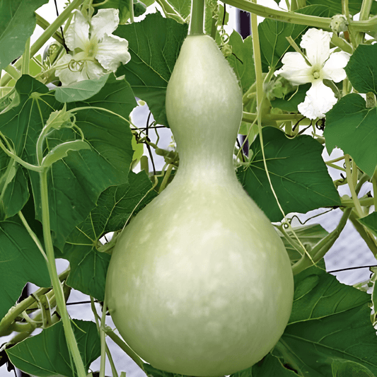 Gourd Birdhouse Seeds Lagenaria Siceraria Giant Bottle Decorative Variety