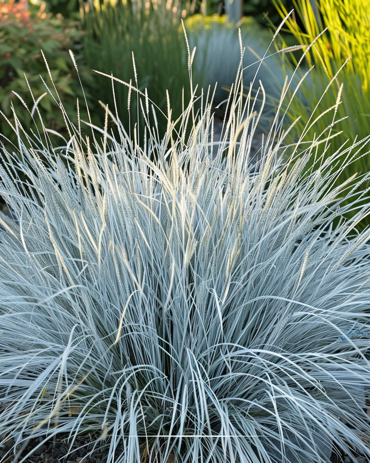 Blue Fescue Seeds Festuca Glauca Festina Perennial Ornamental Grass